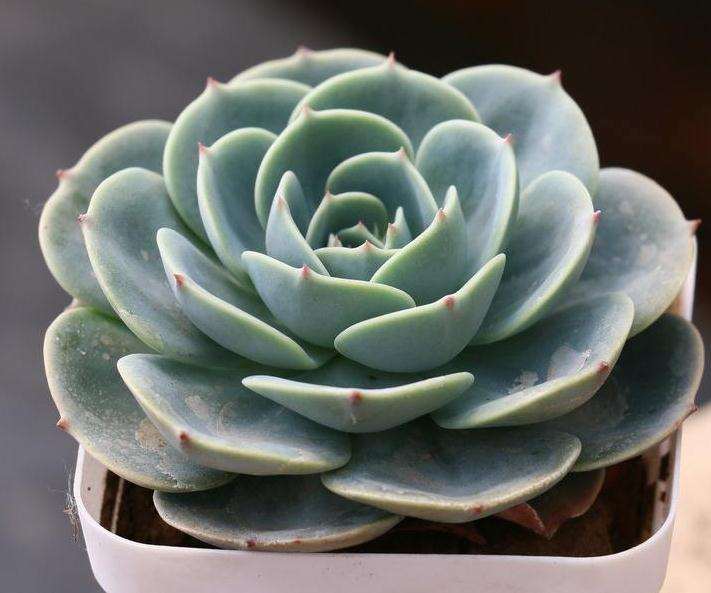 多肉植物怎么铺设青苔的方法 图片