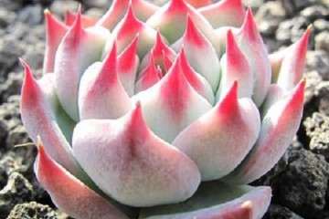 景天科多肉植物怎么浇水的方法 图片