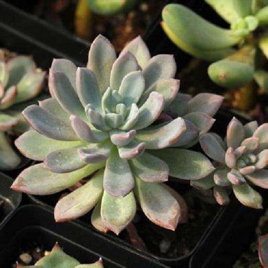 景天科多肉植物怎么修剪整形的方法