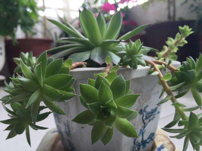 美国多肉植物种植研究大师 史迪文 哈默