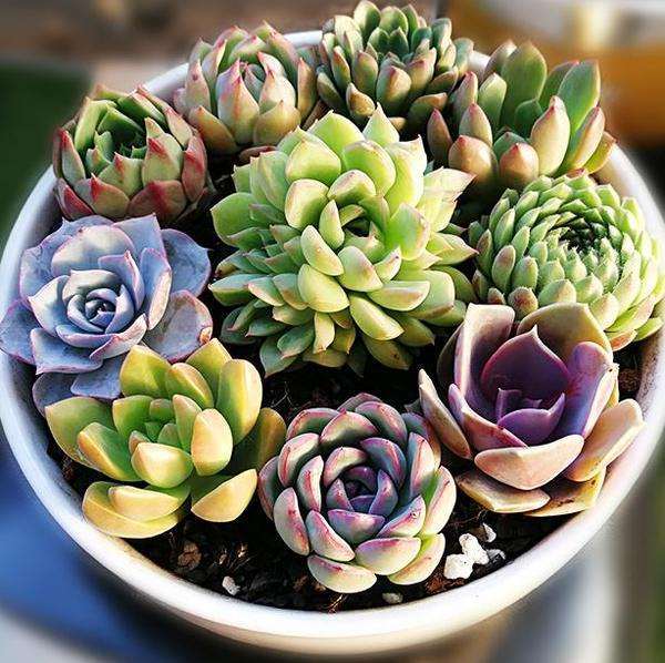 美国多肉植物种植研究大师 史迪文 哈默