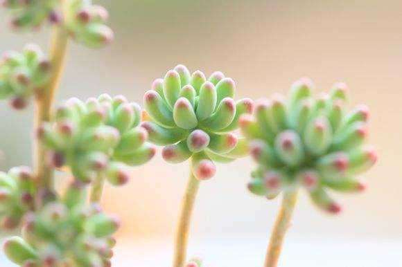 新手怎么购买多肉的9点建议 图片