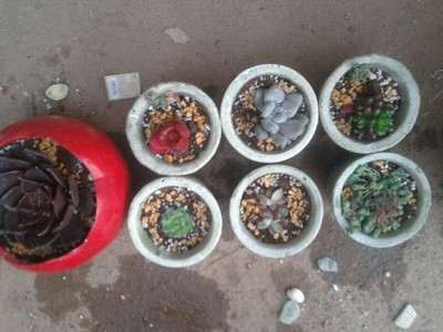 新手怎么购买多肉的9点建议 图片