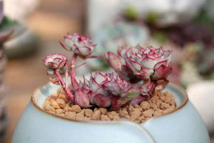 多肉植物的土壤怎么保水的测试 图片