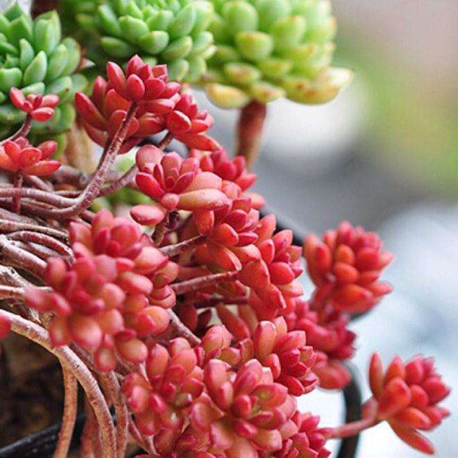 多肉植物的土壤怎么保水的测试 图片