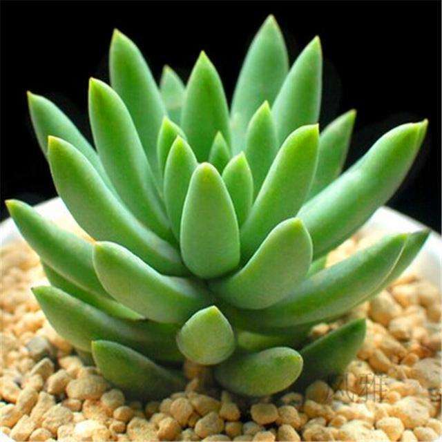 捡回来的千佛手多肉怎么养 图片