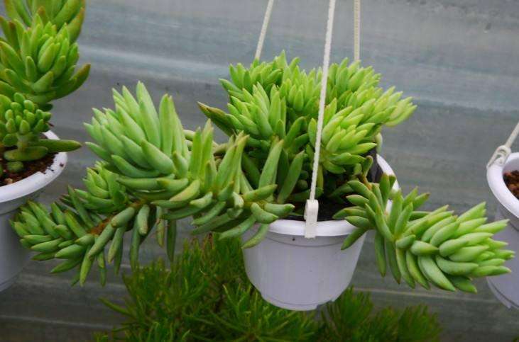 捡回来的千佛手多肉怎么养 图片