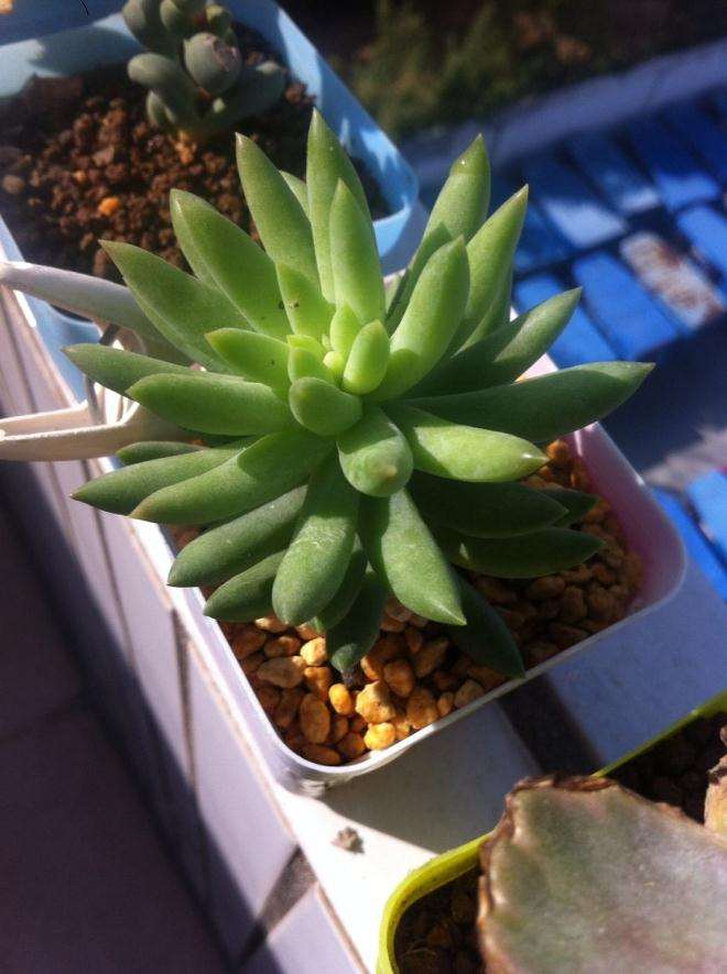 捡回来的千佛手多肉怎么养 图片