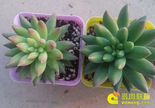 无蚯蚓粪和一半蚯蚓粪的的千佛手对比 千佛手多肉怎么施蚯蚓粪肥的方法