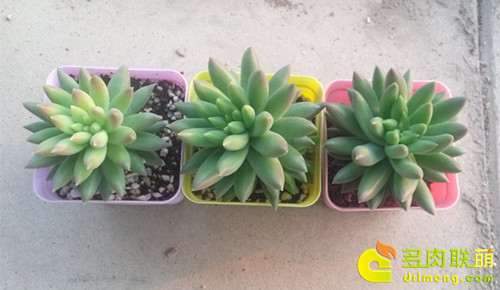 经历两个多月的实验结果 千佛手多肉怎么施蚯蚓粪肥的方法