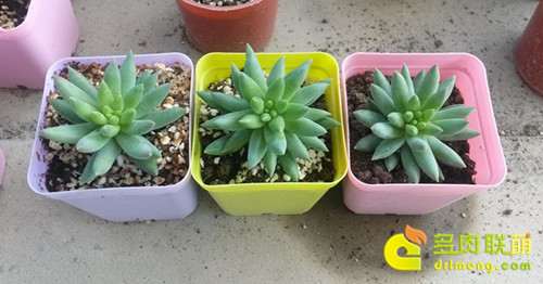 蚯蚓粪试验半个多月 千佛手多肉怎么施蚯蚓粪肥的方法