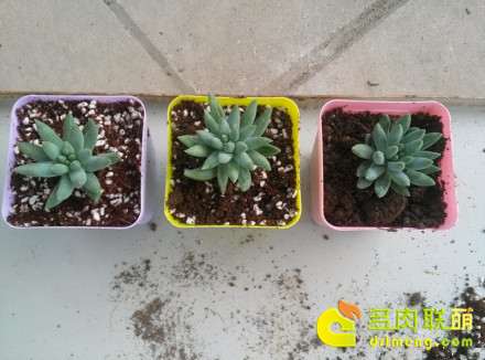 实验的三盆千佛手 千佛手多肉怎么施蚯蚓粪肥的方法