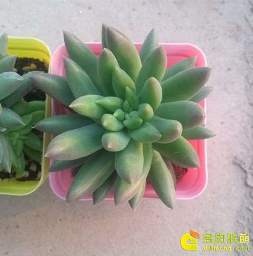 纯蚯蚓粪的千佛手个头也不小 千佛手多肉怎么施蚯蚓粪肥的方法