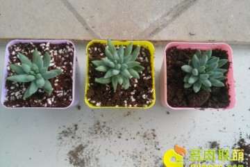 千佛手多肉怎么施蚯蚓粪肥的方法