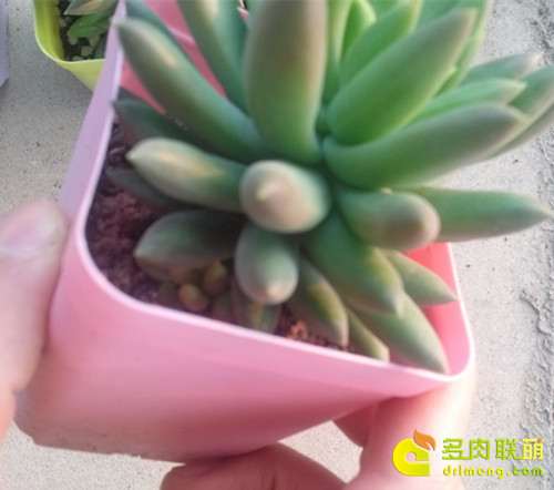 纯蚯蚓粪的千佛手也长出了侧芽 千佛手多肉怎么施蚯蚓粪肥的方法