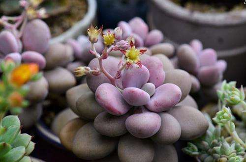 多肉植物使用蚯蚓粪有什么养分 图片