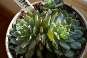 多肉植物被冻的惨状 怎么办 图片