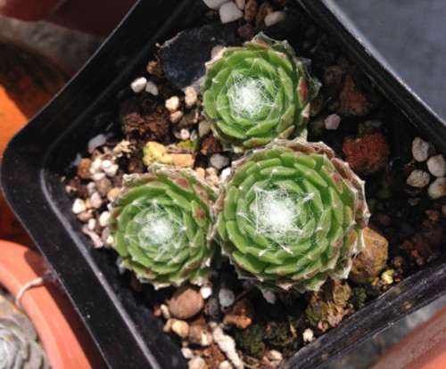 黑色小方盆种植的蛛丝卷绢 不同花盆种植多肉植物有什么区别