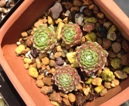 红陶盆种植的蛛丝卷绢 不同花盆种植多肉植物有什么区别