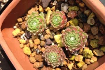 不同花盆种植多肉植物有什么区别