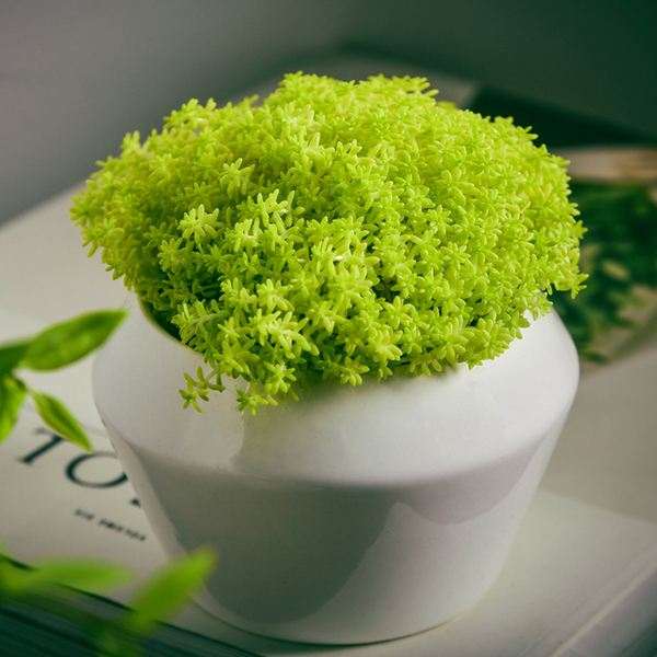 这些多肉植物怎么越冬的问题 图片