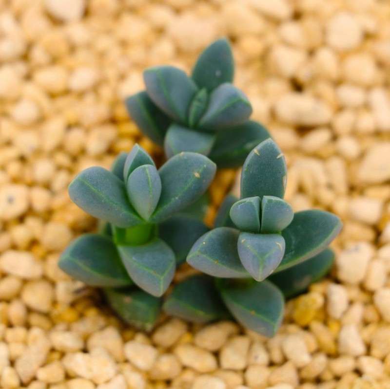 多肉植物这5年的发展情况 个人经历