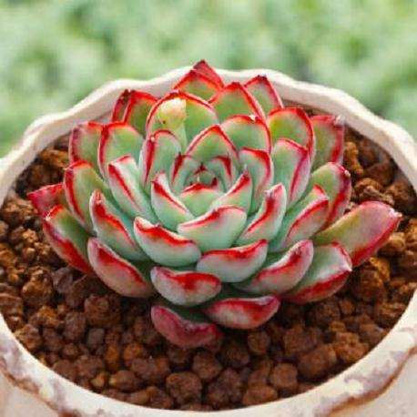 多肉植物这5年的发展情况 个人经历