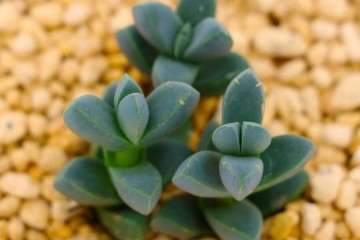 多肉植物这5年的发展情况 个人经历