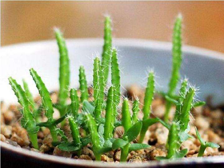 夏天火龙果多肉怎么配土浇水的方法