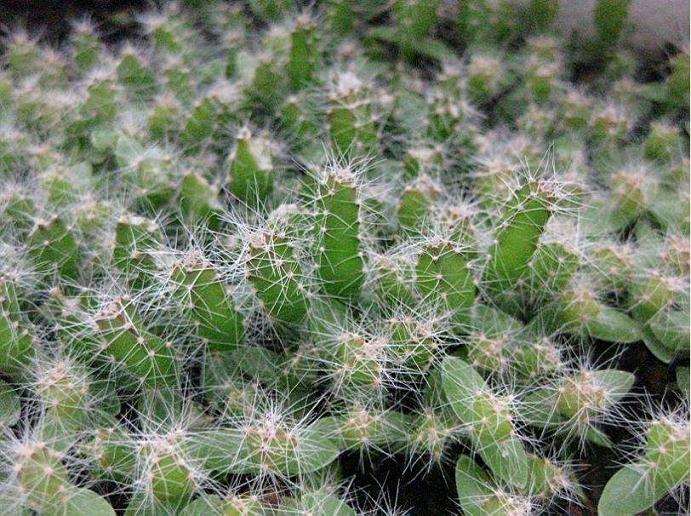 火龙果多肉的花盆选择与种植环境