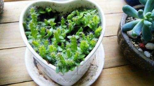 火龙果多肉怎么浇水与肥料的方法