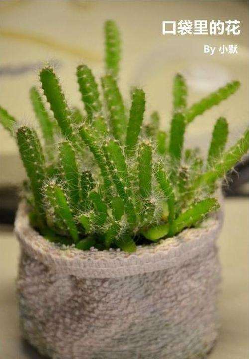 火龙果多肉怎么修剪与授粉的方法