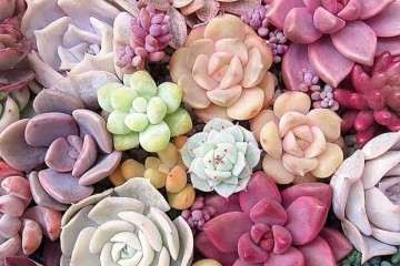 淋雨对多肉植物造成的7个伤害 图片