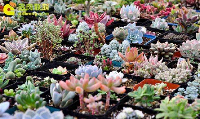多肉进货渠道有哪些 什么最好 图片
