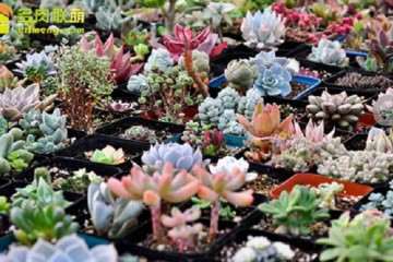 多肉进货渠道有哪些 什么最好 图片