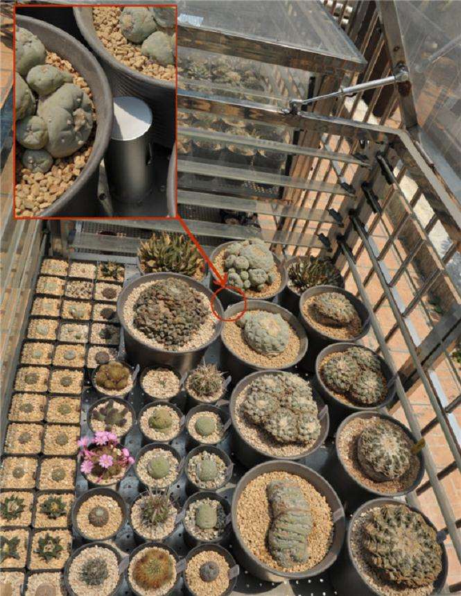 怎么给多肉植物制作小型气象站的方法