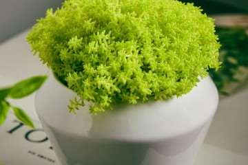 怎么给多肉植物制作小型气象站的方法