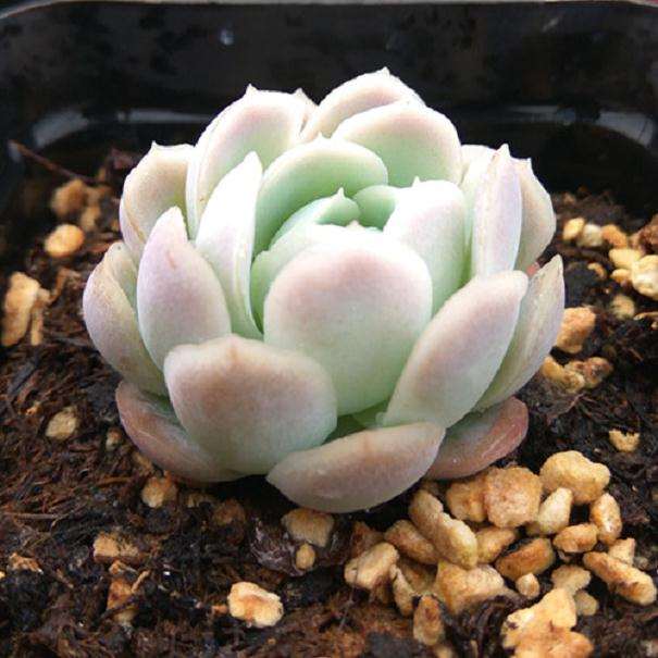 如何避免遭了宿迁多肉卖家的毒手 图片