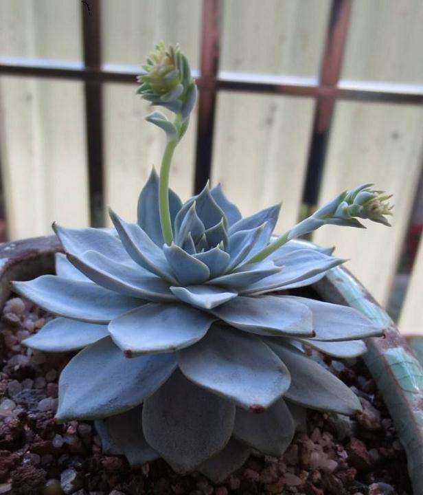 如何避免遭了宿迁多肉卖家的毒手 图片