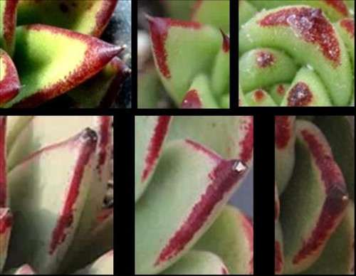 怎么识别乌木多肉的骗局 图片