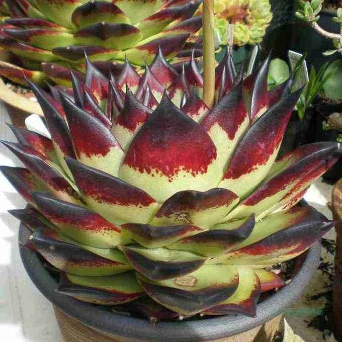 怎么识别乌木多肉的骗局 图片