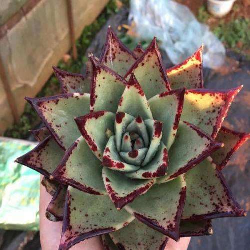 怎么识别乌木多肉的骗局 图片