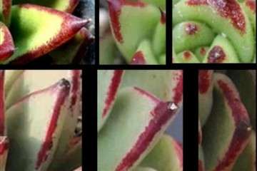 怎么识别乌木多肉的骗局 图片