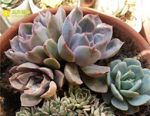 景天多肉入夏之前怎么做准备工作