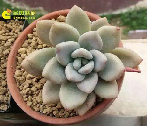 景天多肉入夏之前怎么做准备工作