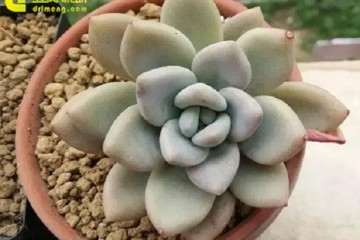 景天多肉入夏之前怎么做准备工作