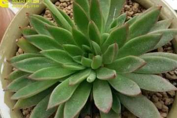 景天多肉怎么度夏的4个因素 图片