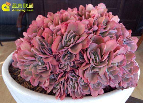 夏天多肉植物怎么用途与用盆