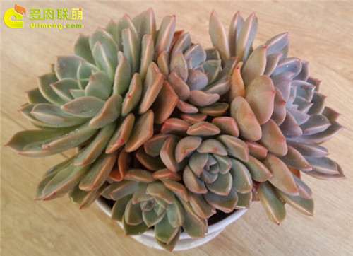 夏天多肉植物怎么用途与用盆