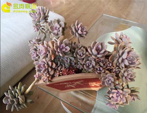 多肉植物怎么浇水施肥的方法 图片